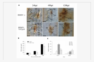 Reduced H 2 O 2 Accumulation In Tatypa Knock-down Plants - Wheat