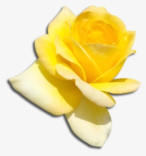 Sigma Gamma Rho - Sigma Gamma Rho Png