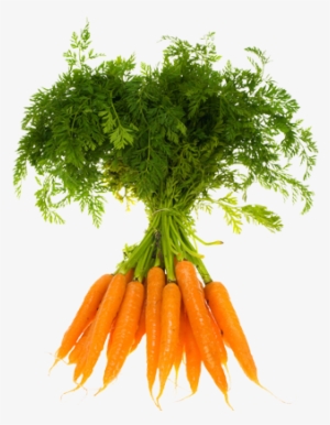 Zanahoria Orgánica - Vegetables Carrot Seeds Radish Seeds Vegetable Seeds,
