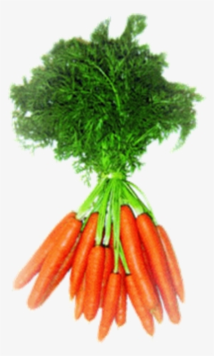Las Zanahorias Y Los Beta-carotenos - Hojas De Zanahoria Png