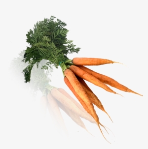 Zanahoria Manojo Bio - Baby Carrot