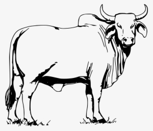 Ox Drawing Photo - Brahma Bull