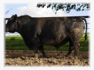 Bull Clipart Bull Angus Cattle Ox - Bull