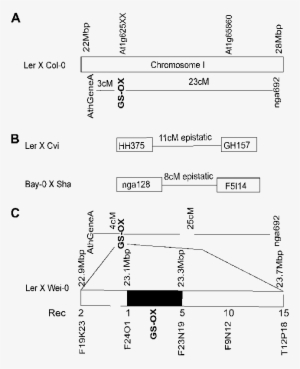 Genetic Mapping Of Gs Ox In Multiple Arabidopsis Ril - Diagram