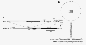 A The Nucleotide Sequences Of The Regions Shown In - Diagram