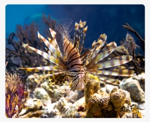 Realfish H20 Series - Lionfish