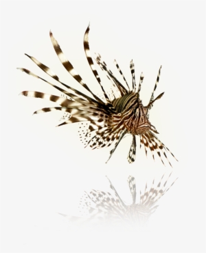 Lionfish Png