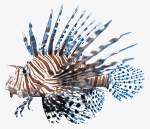 Rykaczewski Lionfish - Red Lionfish Png