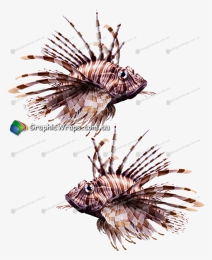 Lion Fish - Lionfish