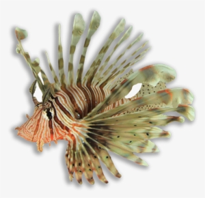 The Lionfish Invasion Of The Atlantic Ocean - Lionfish