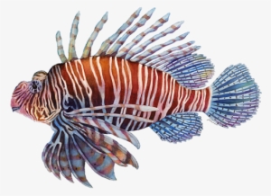 Click And Drag To Re-position The Image, If Desired - Lionfish