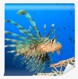 Lionfish