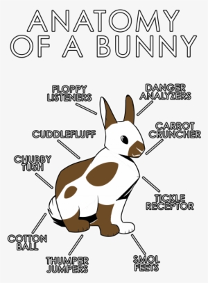 Anatomy Of A Bunny Cartoon