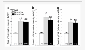 Increase In Camp/pka Signaling In Neurons Expressing - Diagram