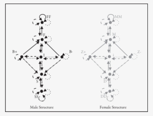 Algebra Of Male Elements And Algebra Of Female Elements - Diagram