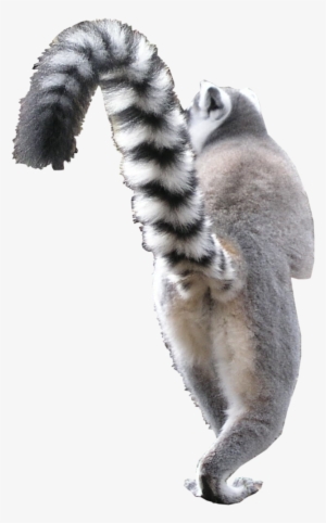 Animal Png - Portable Network Graphics