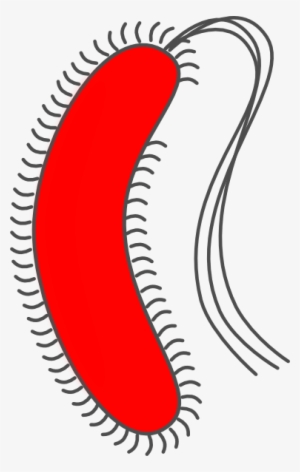 Bacteria Clipart Png Clipartfest - Gram Positive Bacteria Cartoon