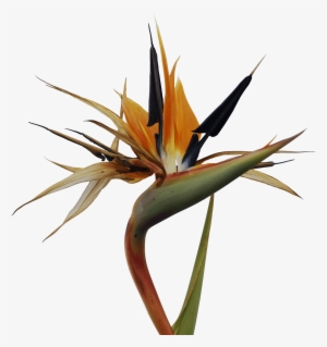 Bird Of Paradise Flower - Bird Of Paradise Png Free