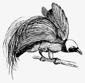 This Free Icons Png Design Of Bird Of Paradise 3