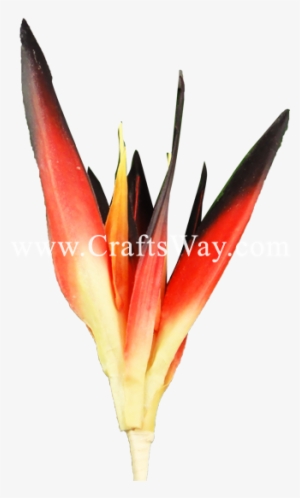 Click To Enlarge] - Heliconia