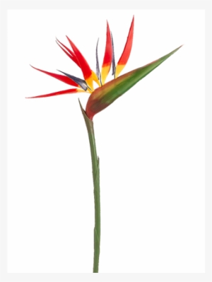 36" Bird Of Paradise Spray Red - Bird Of Paradise