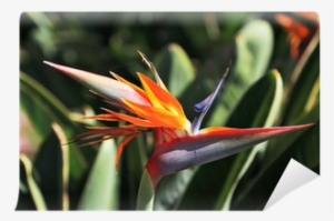 Bird-of-paradise