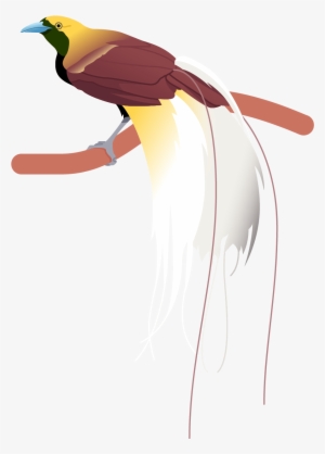 Greater Bird Of Paradise Poster - Illustration