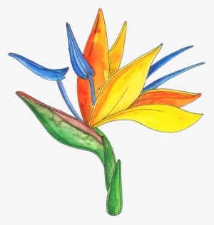 Flower Series - Bird Of Paradise