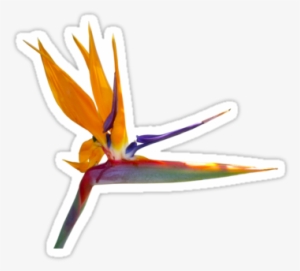 Bird Of Paradise Flower Sticker By Stickernuts - Bird Of Paradise