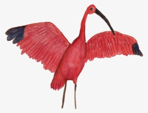 Birds Of Paradise Sticker Pack Messages Sticker-11 - Ibis