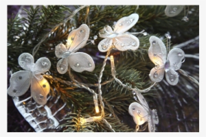 Light Chain Butterfly - Lepidoptera