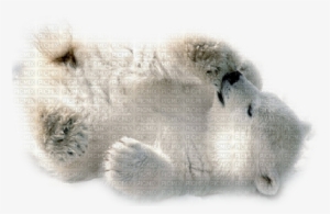 Polar Bear Cub - Baby Polar Bear Greeting Cards