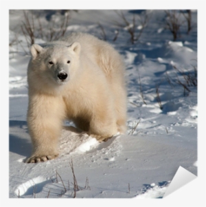 Polar Bear