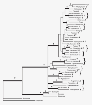 Árbol Filogenético «consenso De Regla De Mayoría» De - Phylogenetic Tree
