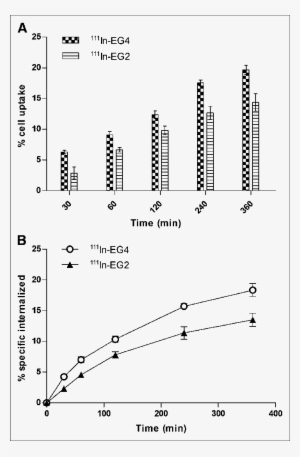 Specific Cell Uptake And Internalization Rate After - Cell