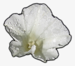 Meta - Hollyhocks