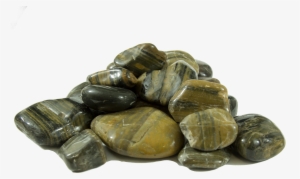 Tiger Stripe - Tortoise