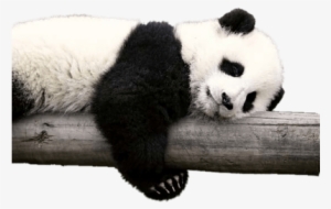 National Napping Day 2017