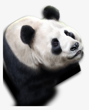Pandas - Panda