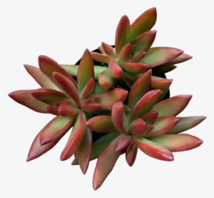 Firestorm - Firestorm Succulent