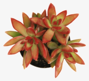 Sedum 'firestorm' - Stonecrop