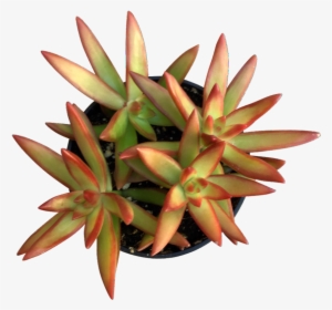 Firestorm - Cactus