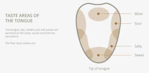 Degustacion Gusto En - Wine Tasting Tongue Diagram