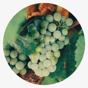 Levantine Wine Tasting