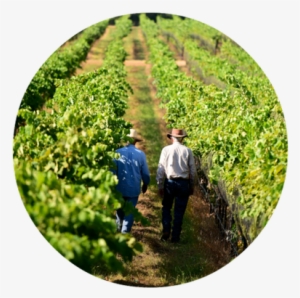 Real Texas Wine Tasting 5pm Ldc - Cash Crop