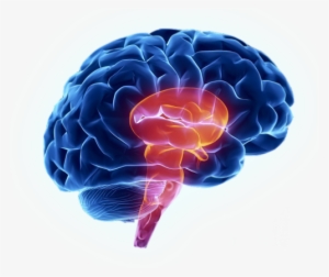 Cérebro-e1422652873440 - - Brain Stem