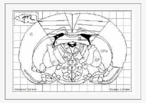 Corte Coronal Del Cerebro De Rata - Putamen