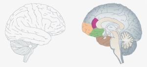Cómo Funciona El Cerebro - Dorsolateral Prefrontal Cortex Orbitofrontal Cortex