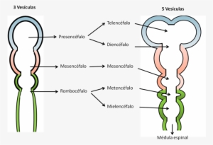 Desarrollo Temprano Del Cerebro Humano - Porcion Visceral