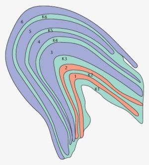 Midget Cells Of The Retina Innervate Layers 3 6, And - Lateral Geniculate Nucleus